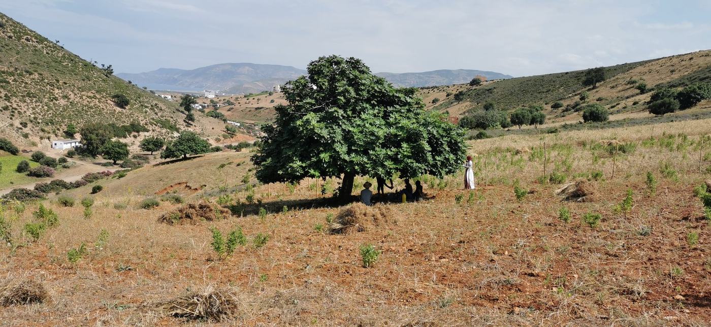 People gathered in the shade of a large fig tree overlooking the valley and sea