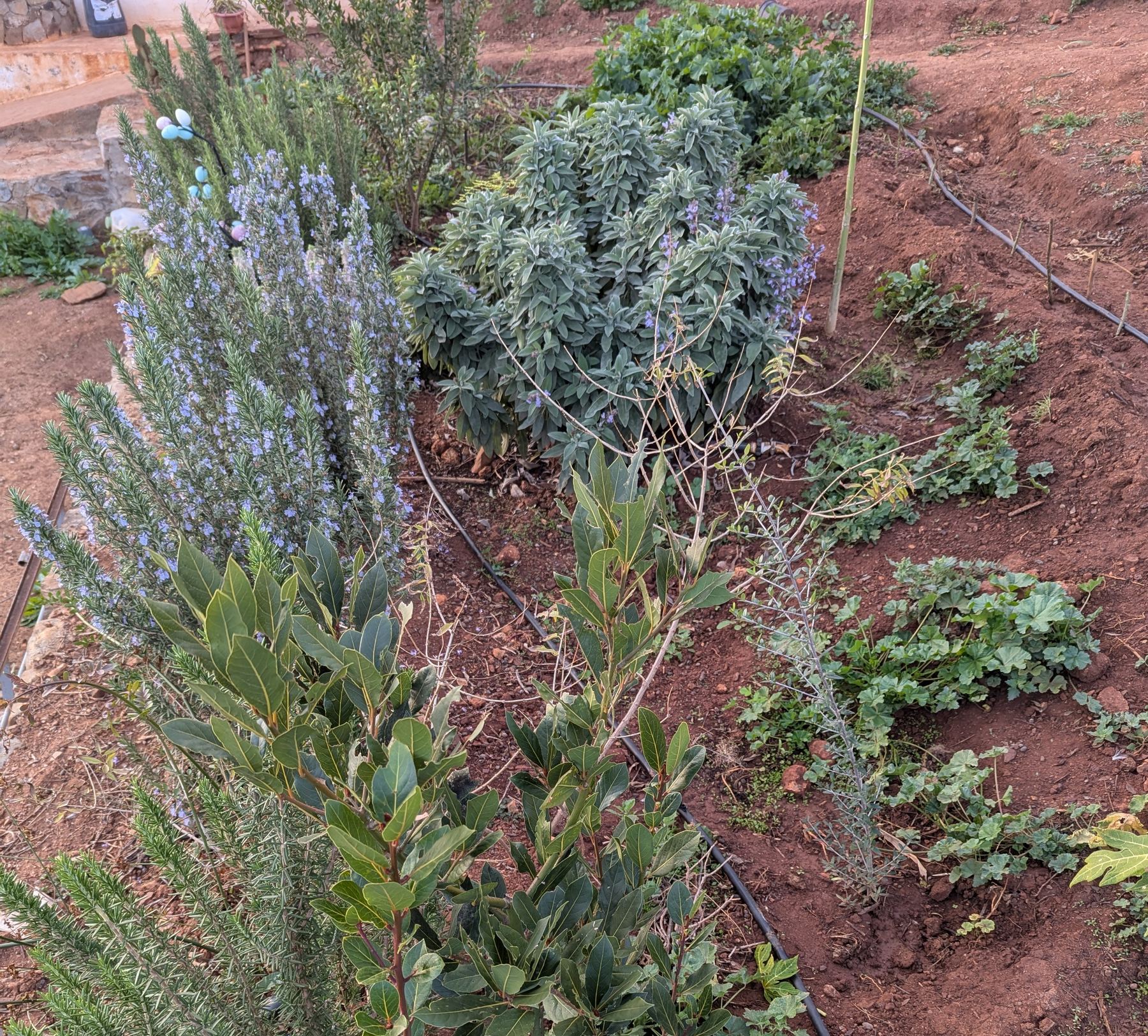 A bed of rosemary, sage and bay laurel grown on site