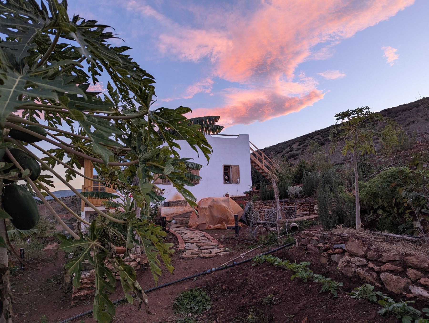 A bungalow at dusk, surrounded by papaya and banana plants, overlooking the Rif hills